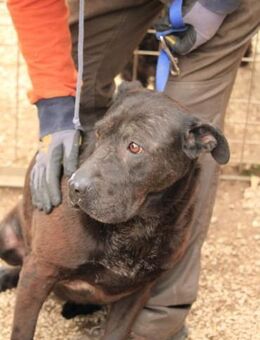 Csenge VA Freundliche Hündin - Neustadt (Rübenberge)