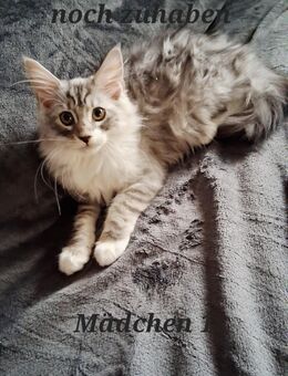 Maine coon - Artern (Unstrut) Zentrum