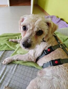 Batman, freundlich, lernwillig, offen - Westerholt