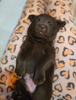 Labrador, Arbeitslinie, Welpen, Schoko - Warburg (Hansestadt)