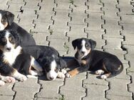 Bernersennen Beagle Mix - Hilbersdorf