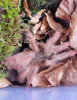 Vogelspinne - Amazonius germani Weibchen - Lübtheen Zentrum