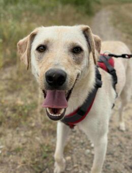 Brian möchte gerne aus Rumänien raus - Blankenheim (Nordrhein-Westfalen)