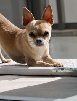 Chihuahua Rüde – 1 Jahr alt – reinrassig, ohne Papiere - Altentreptow