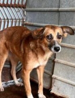 Arme Daisy ! - München