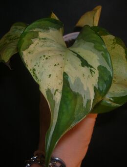 epipremium manjula happy leaf - Gladbeck