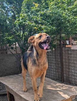 Hailey sucht Dich - Wallerfangen