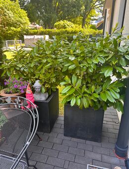 Sichtschutz Kirschlorbeer - Hamburg Wandsbek