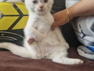Drei Baby Kater zu verkaufen - Memmingen