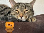 RAY, w., kastr., EHK, geb. 03/2019 - Sipplingen