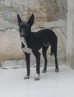 Kleiner Sammy - Eichenzell