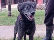 OldBoy ♥Billy♥ Senior sucht Treue+Liebe - Hamburg