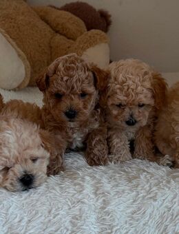 Maltipoo mini Welpen - Rheinfelden (Baden) Zentrum