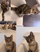 BKH mix kitten abzugeben in 49586