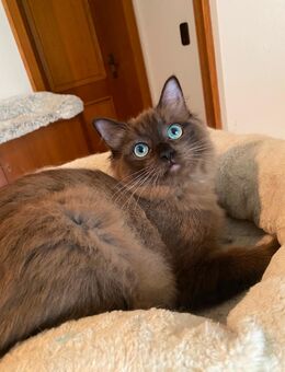 Reinrassige Ragdoll Kitten auszugsbereit - Dingolfing Zentrum