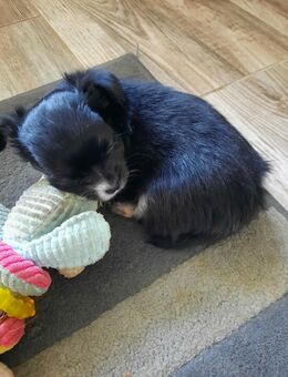 3 Chihuwawa Welpen abzugeben. - Aachen
