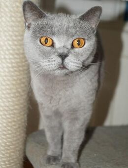 Kastrierte Britisch Kurzhaar - Limburgerhof