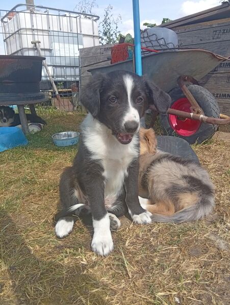 Border Collie Welpen - Vorbeck