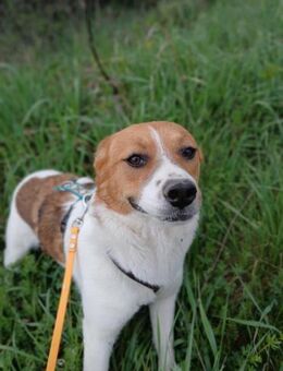 🧡Liebes Hundemädchen Phoebe🧡 - Eislingen (Fils)
