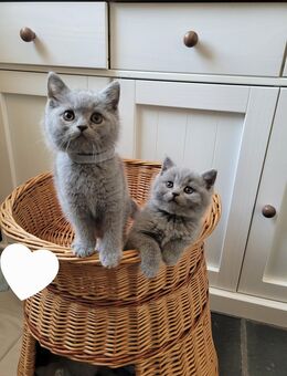 Reinrassige bkh Kitten - Büren