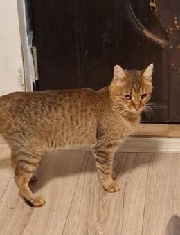 Kater Romeo mit kleinen Handicap - Rambin