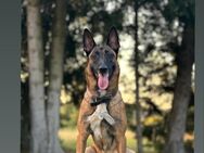 Wurfankündigung Malinois Welpen - Heidenheim (Brenz)