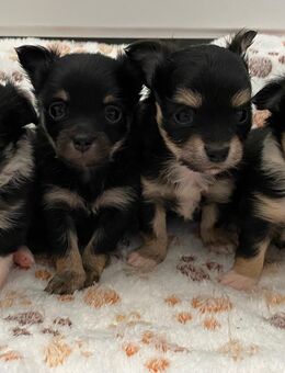 Chihuahua Welpen reinrassig Langhaar suchen liebevolles Zuhause - Lanitz-Hassel-Tal