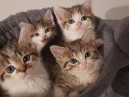 Kitten British Kurzhaar Mix Abholbereit - Mönchengladbach