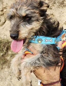 Sidney, verspielt, neugierig, offen - Westerholt