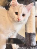 5 wunderschöne und zauberhafte Kitten sind soweit, bereit für ihre Herrchen! 💛🐾 in 33739