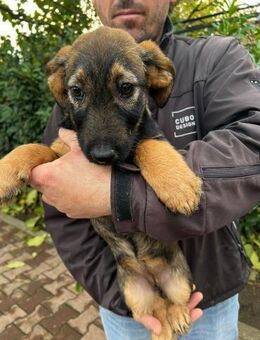 AMY - Zuckerschnute sucht ihre Menschen - Schlitz