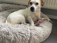 Jack Russel Mix - Dortmund Wickede