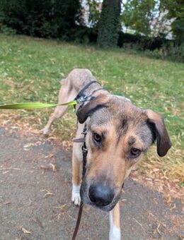 Nena sucht aktive Familie,auf PS Leipzig - Berlin