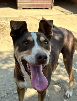 Joker - ein charmanter Kämpfer - Idstein