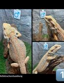 8 Rainbow Bartagamen (pogona vitticeps) NZ Mai 2025 in 22175