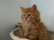 BKH Maine Coon Mix Kitte Orange Männlich zu verkaufen - Hesel