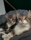 Katzen abzugeben in 24340