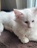 Norwegisches Waldkätzlein vom Schiltwald Norsk Skogkatt Büsi Katze Kater Cat Norwerger Kitten NFO in 6034