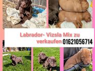 Labrador vizsla Mix welpen - Ahrenshagen-Daskow