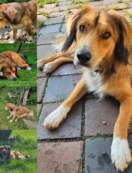 Cliff sucht -seinen Partner- - Bergkirchen