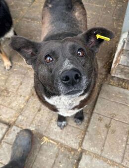 LILAH ~ eine sehr nette Hündin - Duisburg