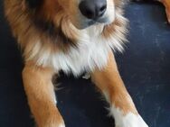 Traumhund sucht sportlichen Partner - Bergkirchen