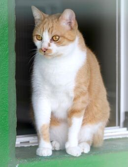 Kater Mustan - Bochum