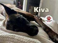 Zuckersüße Kiva sucht ein Körbchen - Margetshöchheim