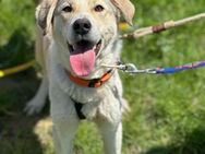 toller Junghund Georg sucht PS/ES - Berlin