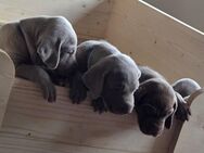Süße Weimaraner Welpen - Spiesen-Elversberg