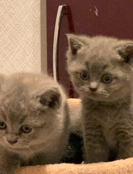 Reinrassige BKH Kitten 4 süßen Babys - Werlte
