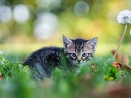 BKK und Europäische Kater, Mischling - Gondelsheim