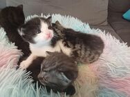 BKH Mix Kitten suchen ein neues Zuhause - Rosenheim