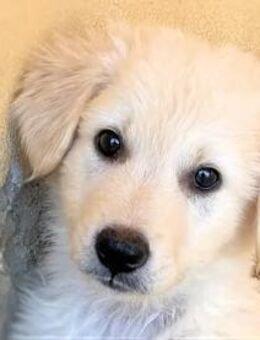 DOMINO - er hofft auf ein Zuhause - Regensburg